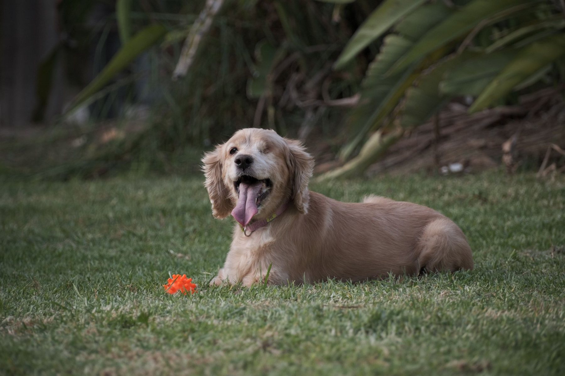 Pet-Friendly Turf in Surprise AZ