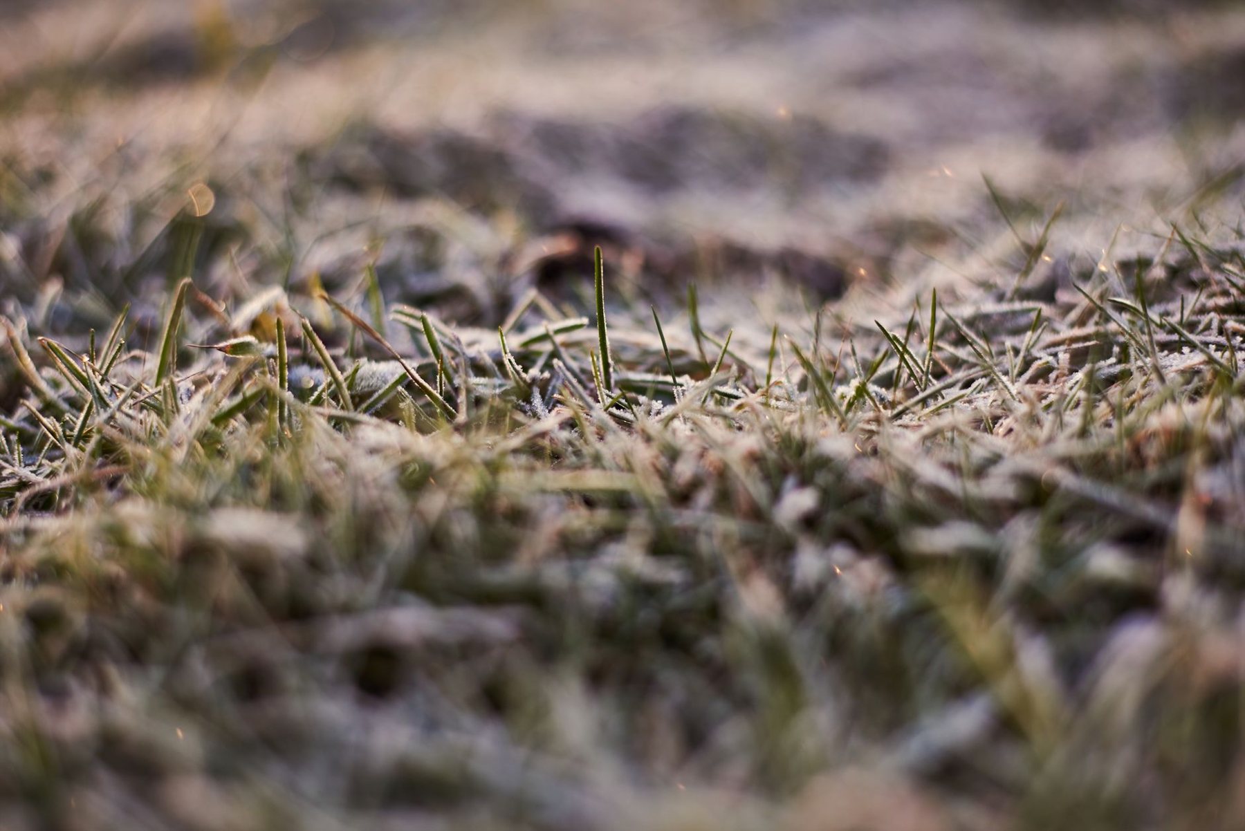Backyard putting green in Surprise, AZ