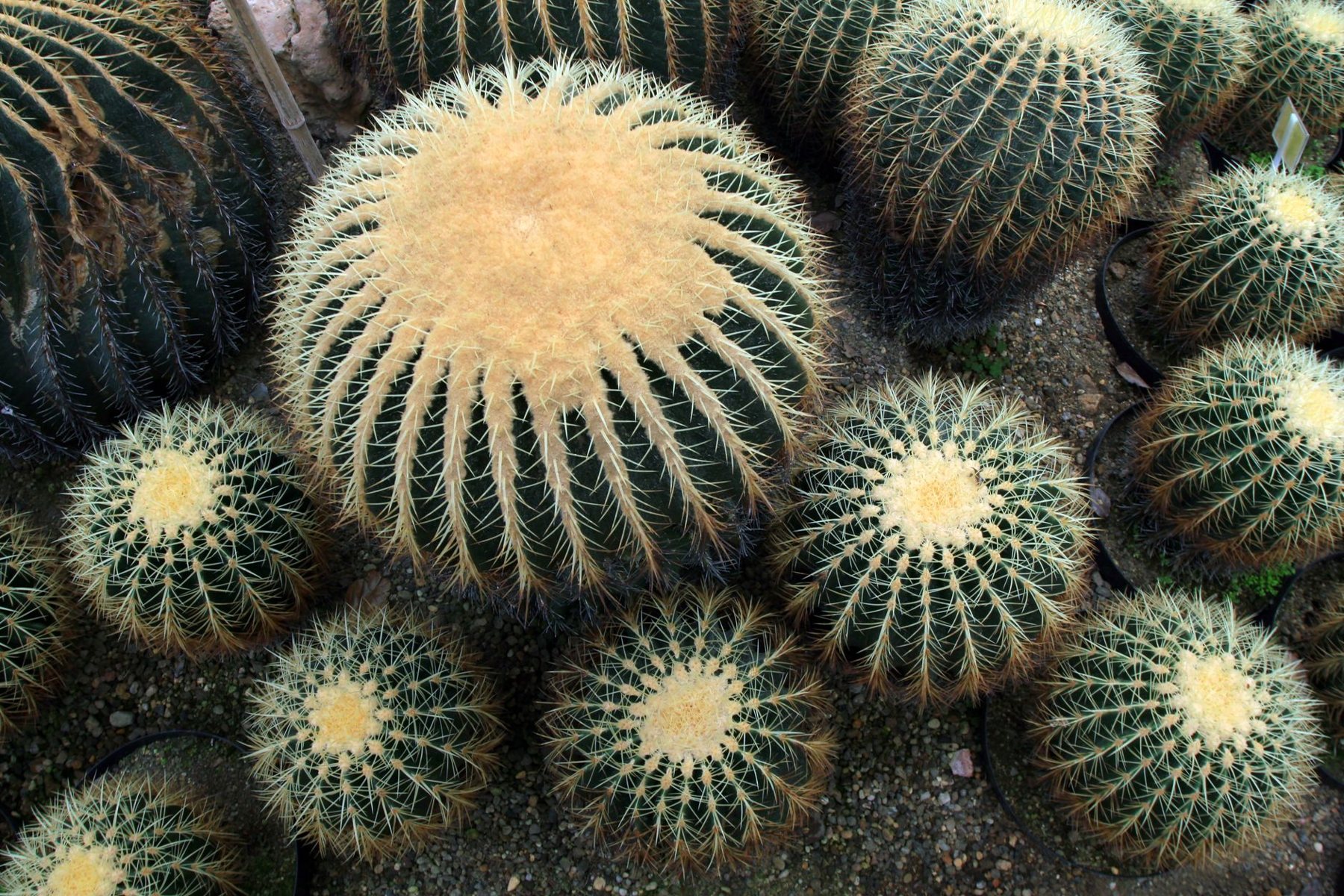 Desert xeriscape design in Surprise, AZ